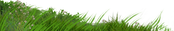 grass