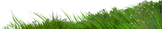 grass